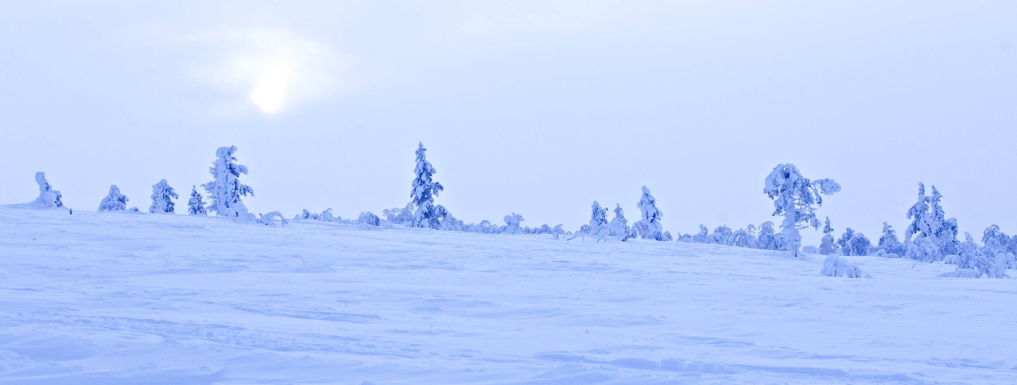 A snowy landscape with trees and a clear sky.