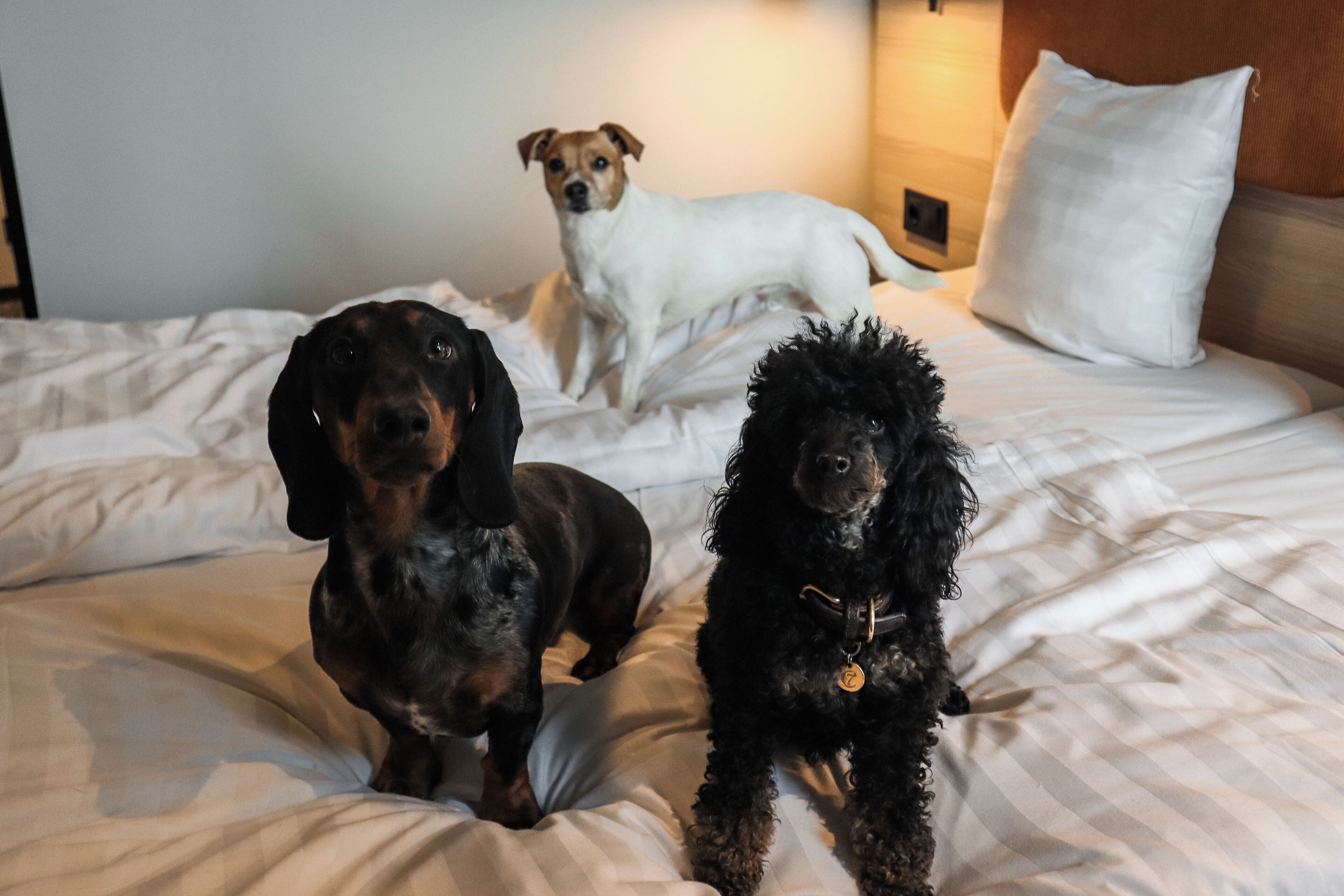 Three dogs on a bed with white bedding and a white pillow.