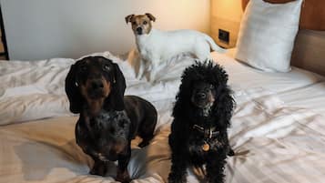 Three dogs on a bed with white bedding and a white pillow.