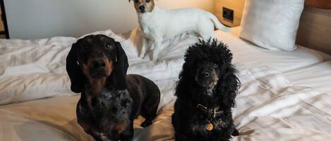 Three dogs on a bed with white bedding and a white pillow.