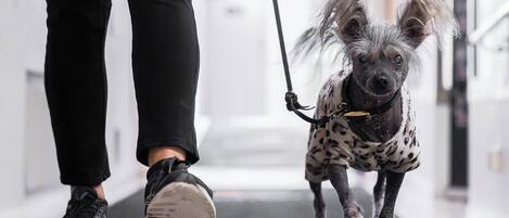 Una persona pasea a un perro pequeño con correa en un pasillo.