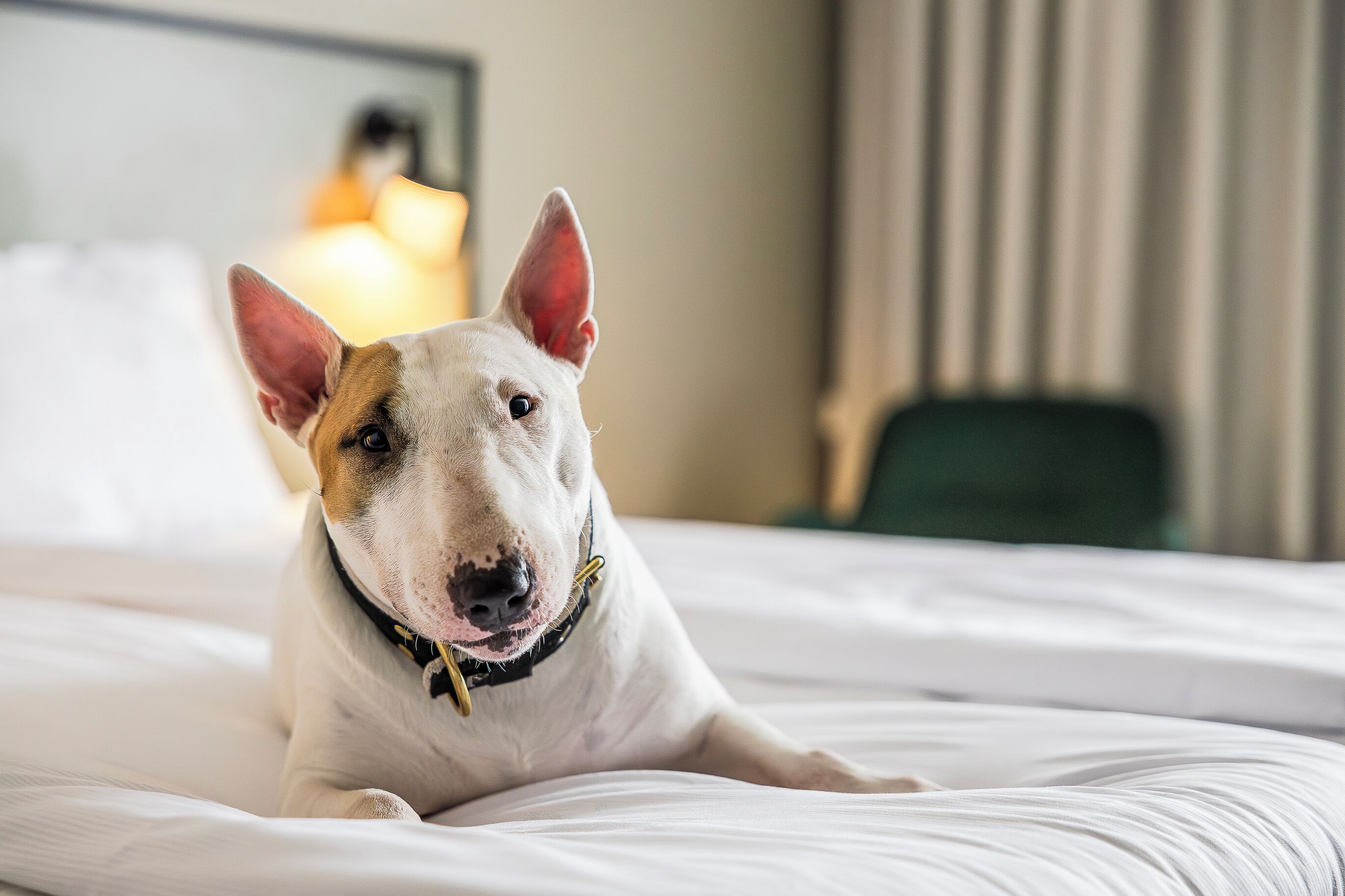 Un perro descansando sobre una cama en una habitación de hotel.