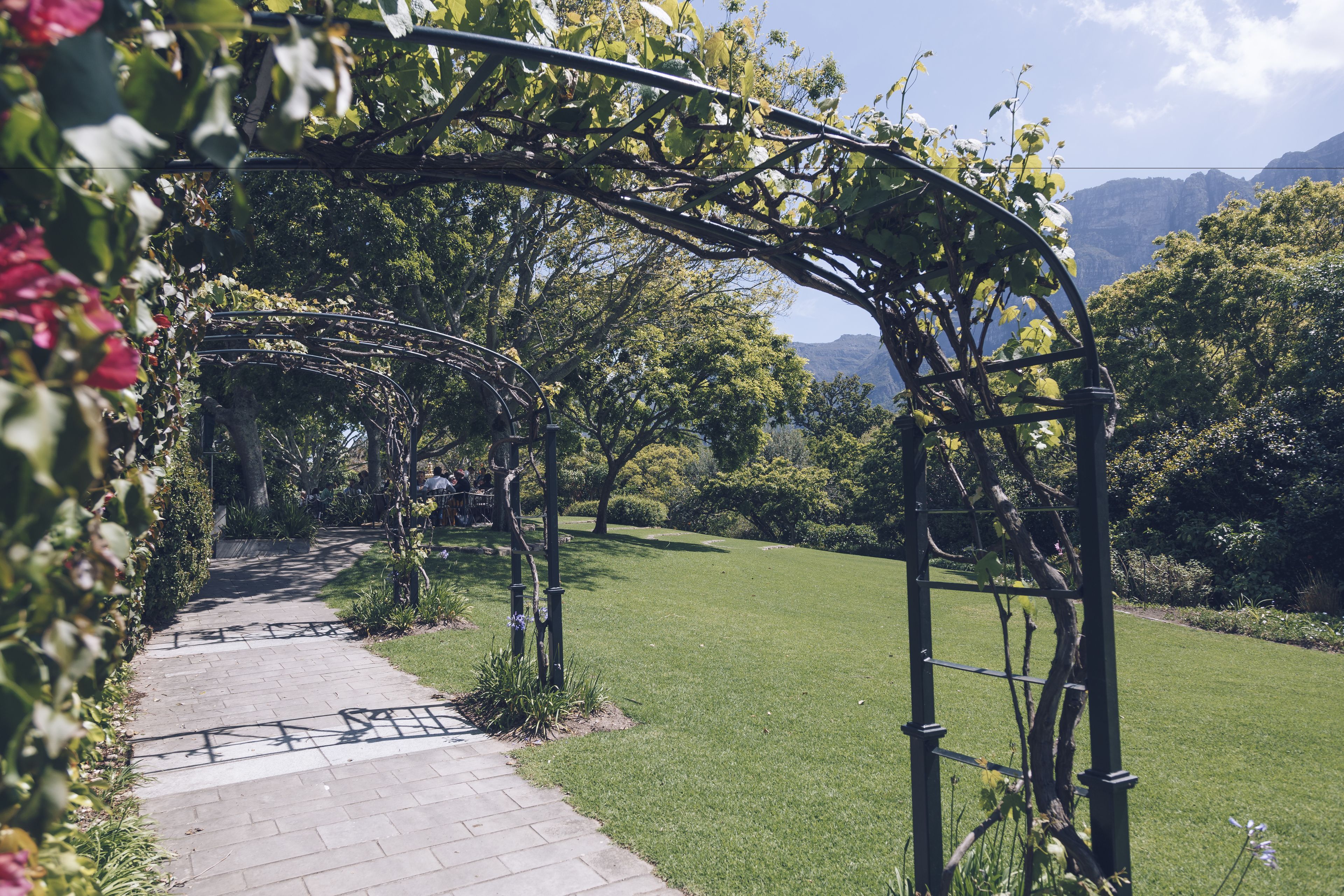 Un sendero de jardín con un arco de metal, rodeado de abundante vegetación y árboles.