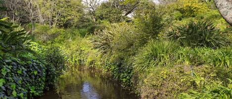 A hand holding a paper cup near a water stream surrounded by greenery.