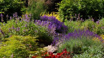 A garden with various plants and flowers, including purple and yellow blooms, and green foliage.
