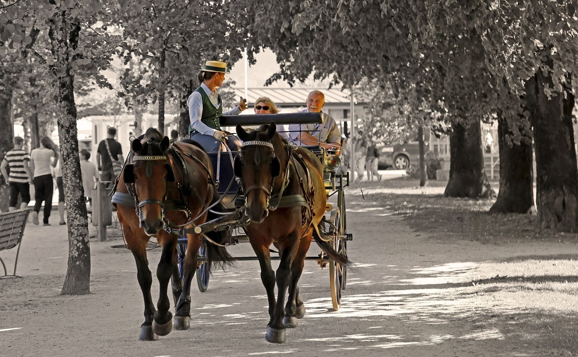 A horse-drawn carriage with passengers on a tree-lined street.