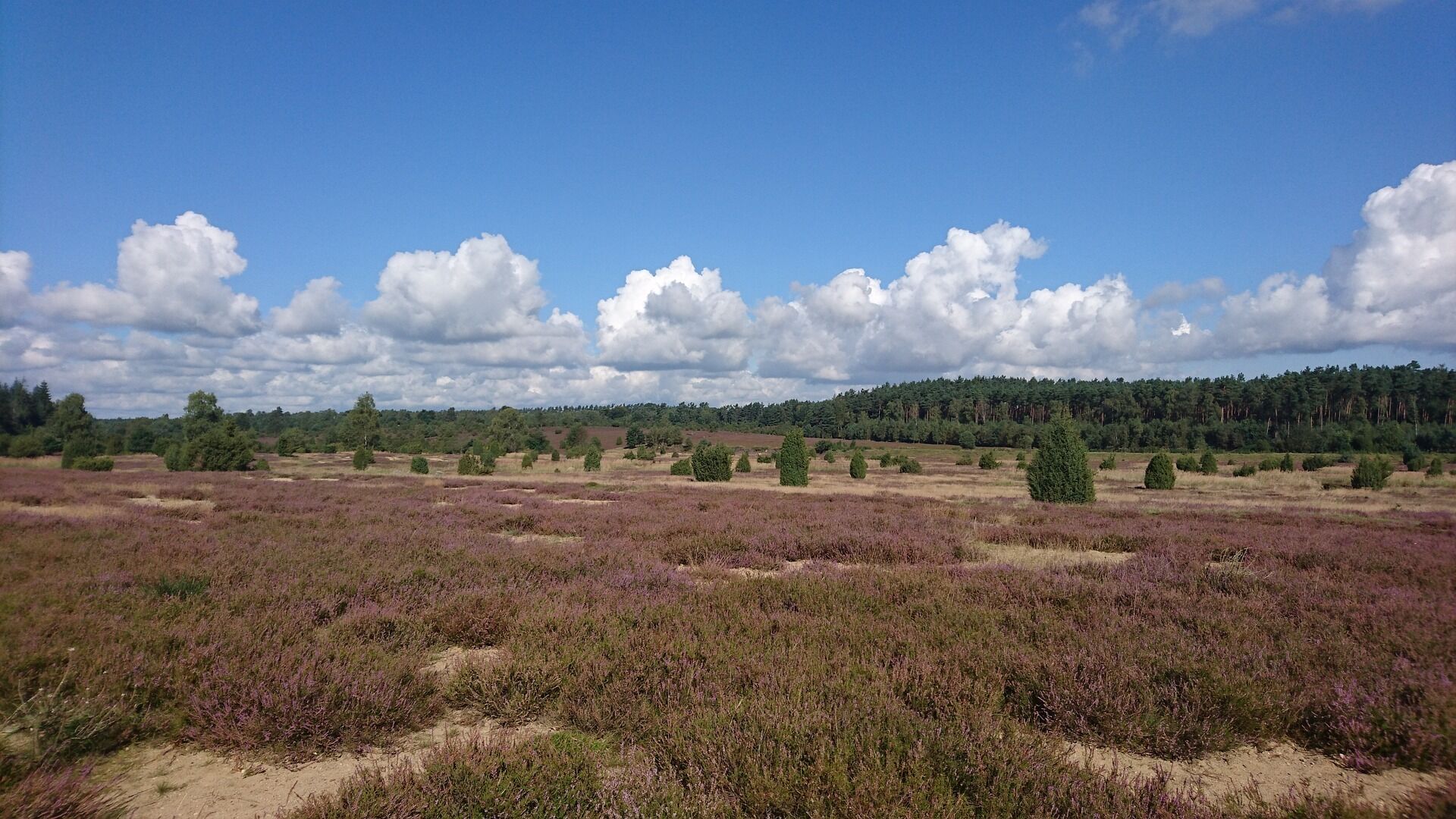 Un extenso campo abierto con brezo púrpura y árboles dispersos bajo un cielo despejado.