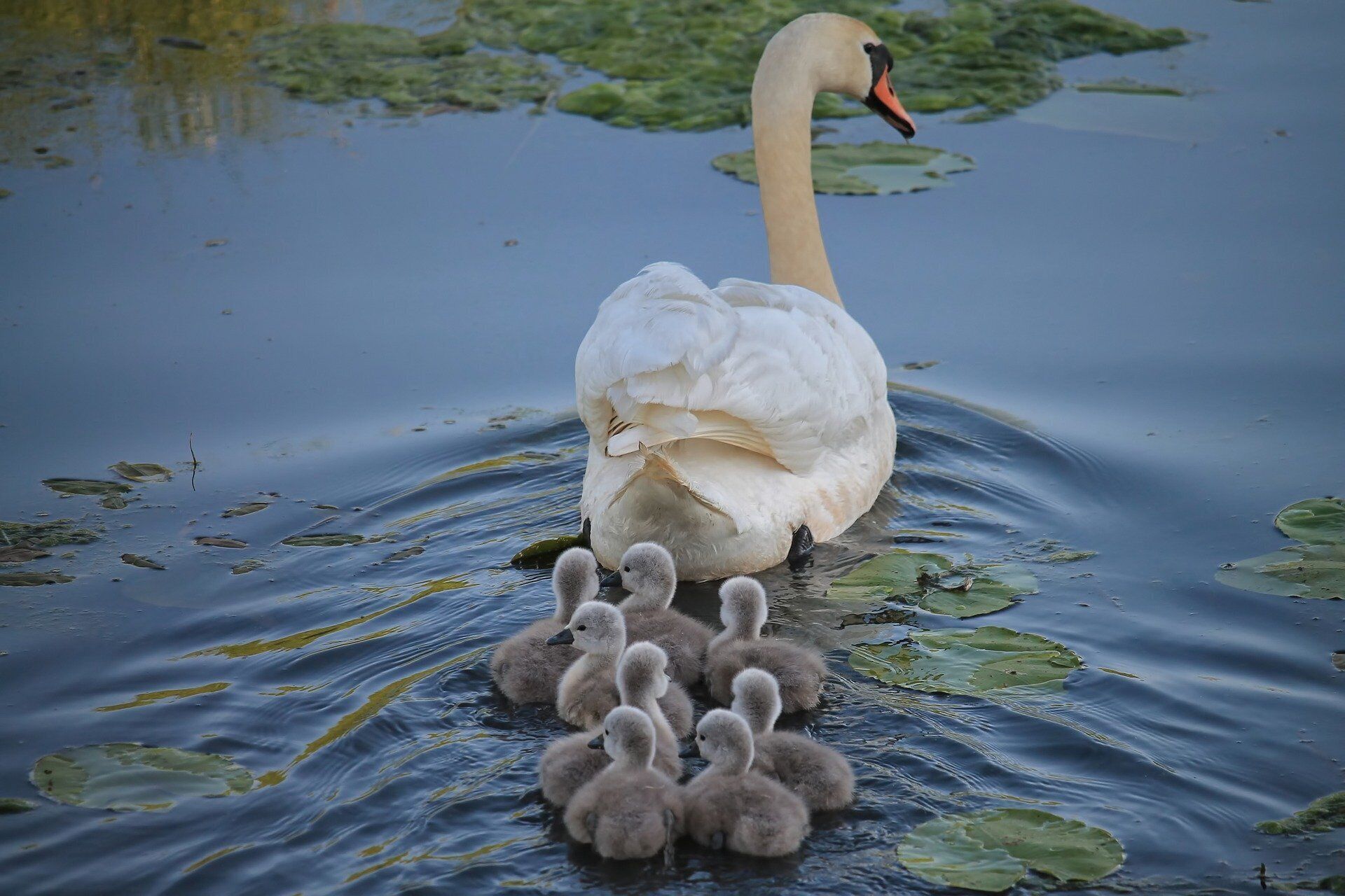 A swan with its cygnets swimming in a pond with lily pads.