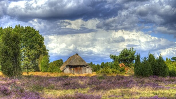 A rustic thatched-roof barn surrounded by a field of purple heather. - Hotel Heidpark (Lueneburg)