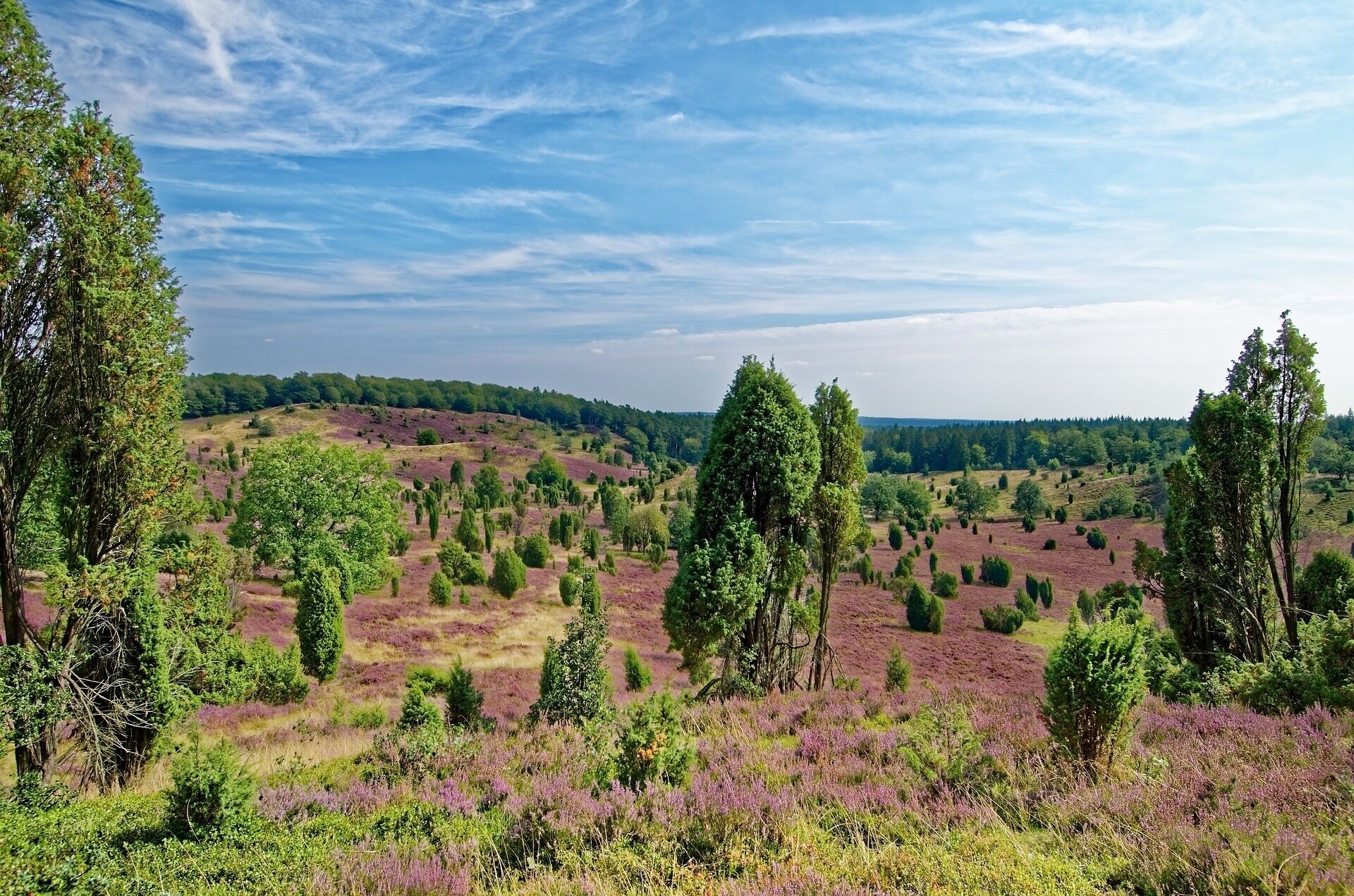 Un paisaje con diversos árboles y campos abiertos.