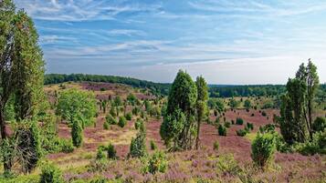 Un paisaje con diversos árboles y campos abiertos.