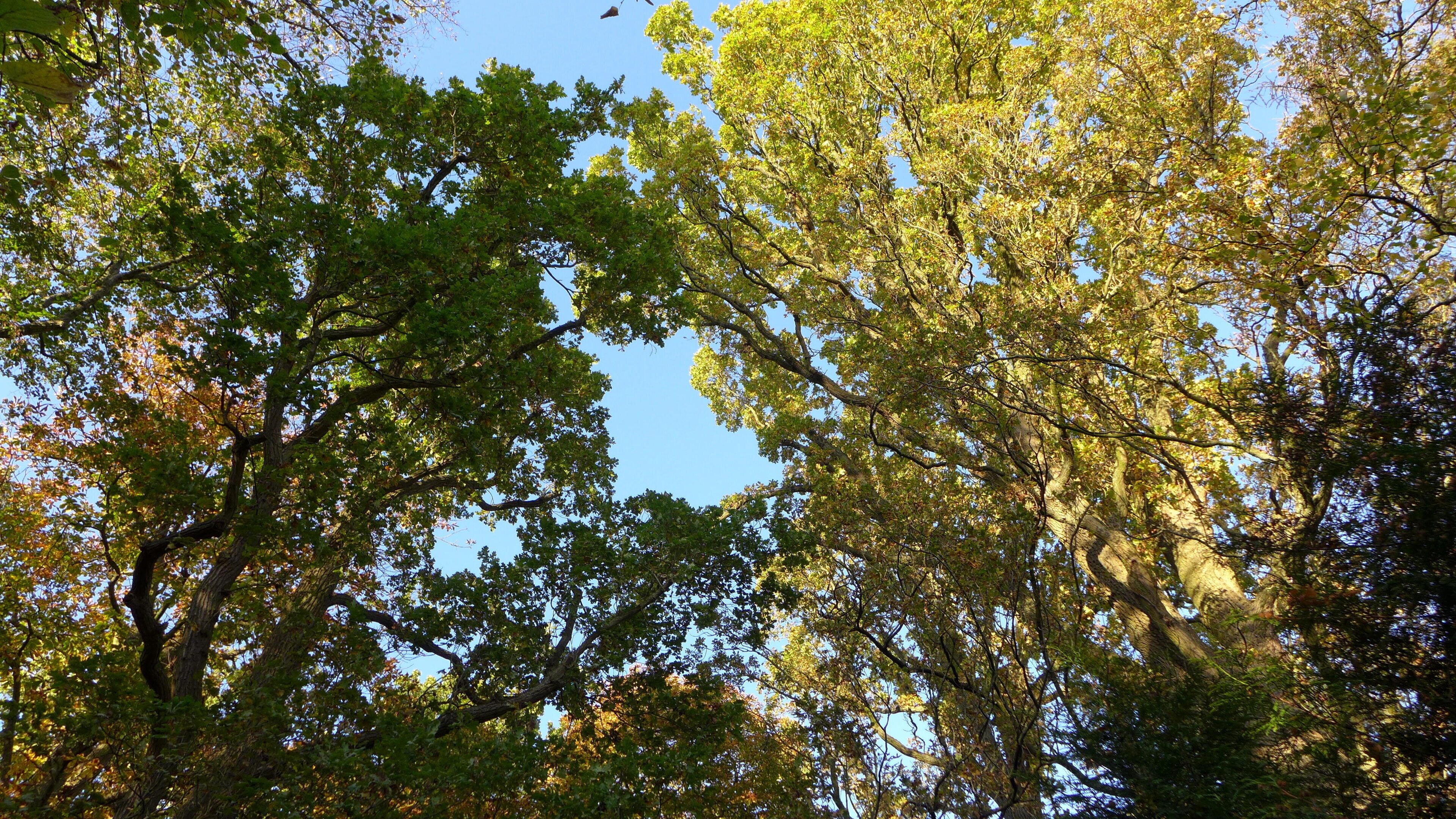 Un bosque denso con árboles altos y un cielo azul claro.