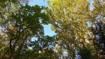 Un bosque denso con árboles altos y un cielo azul claro.