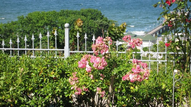 A coastal view with a white fence, lush greenery, and pink flowers. - Kur- und Wellness Hotel Mönchgut (Göhren)