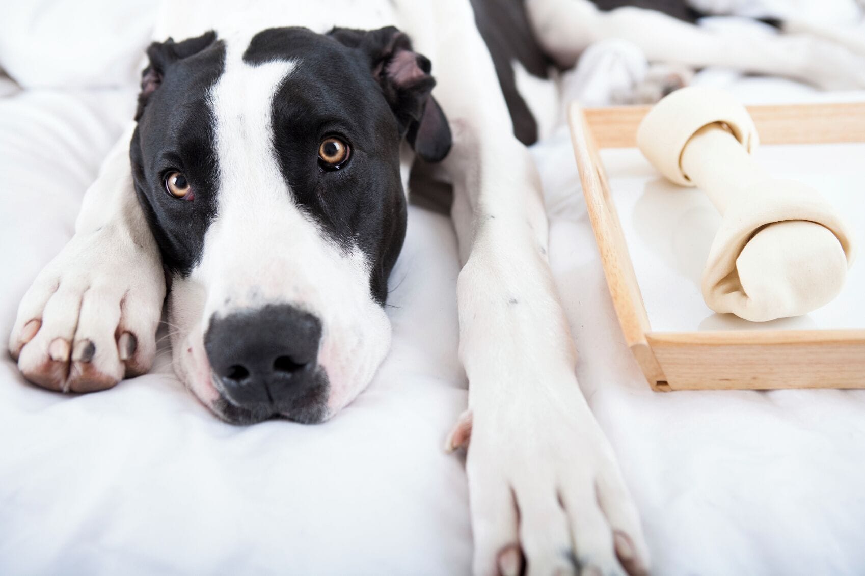 Een hond ligt op een bed, met een opgerolde handdoek en een boek ernaast.