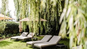 A garden with two lounge chairs and a table under a tree.