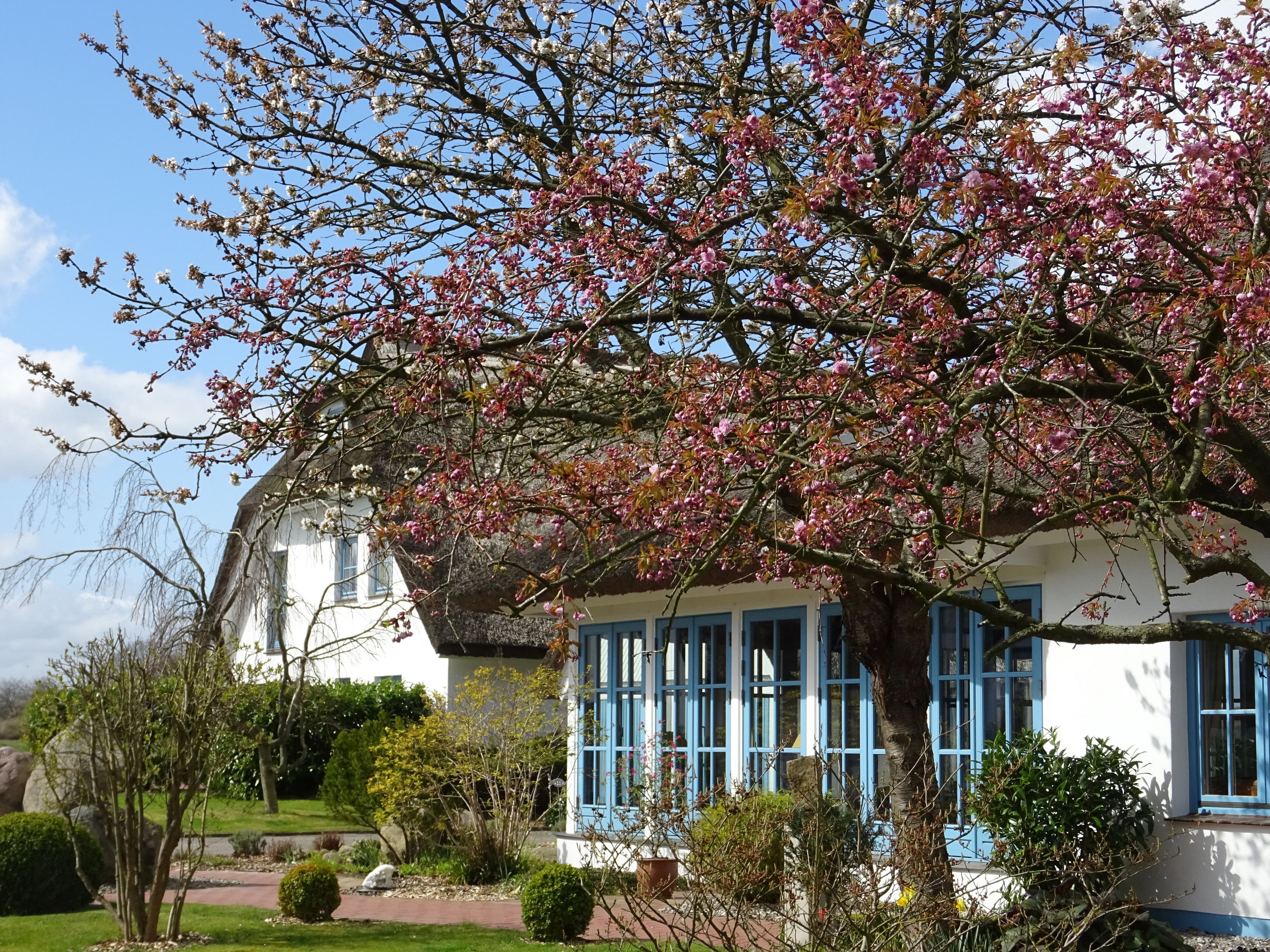 A traditional house with a thatched roof, surrounded by a well-maintained garden and blooming trees.