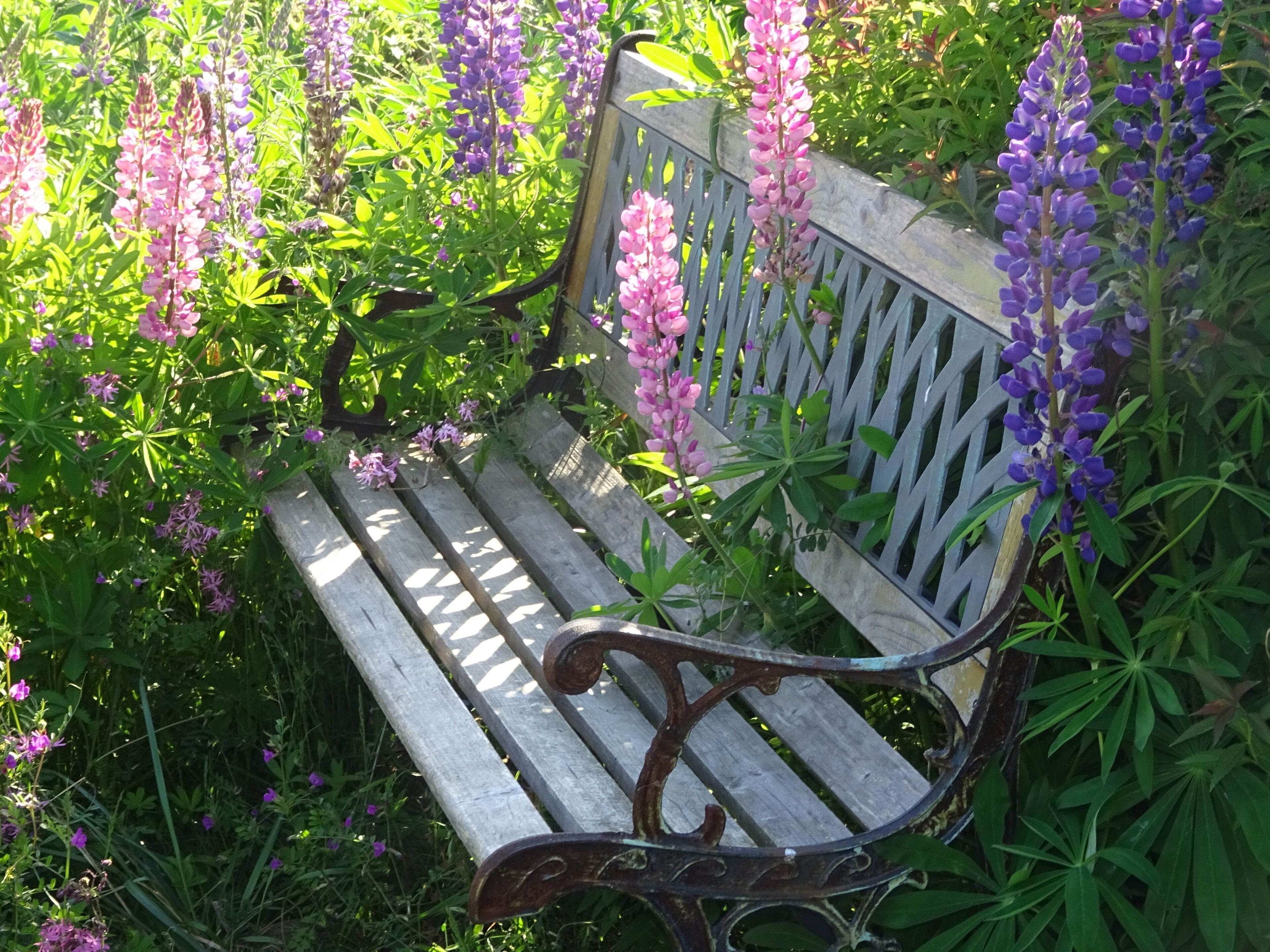 A wooden bench with metal armrests, surrounded by dense green foliage and purple flowers.
