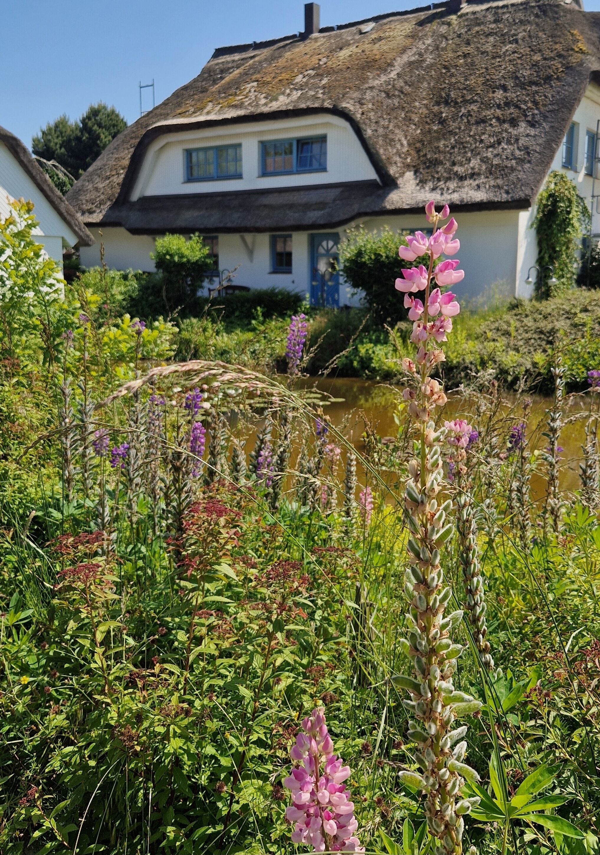 A traditional thatched-roof house with a white exterior and blue shutters, surrounded by lush greenery and a small stream.