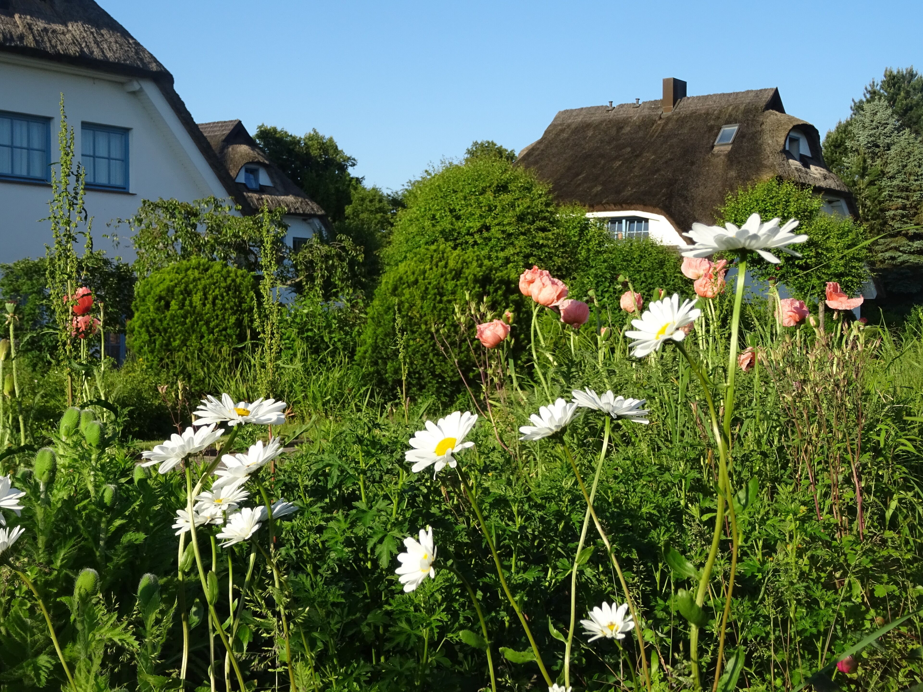 Un jardin agrémenté de fleurs blanches et roses, entouré de maisons aux toits de chaume.