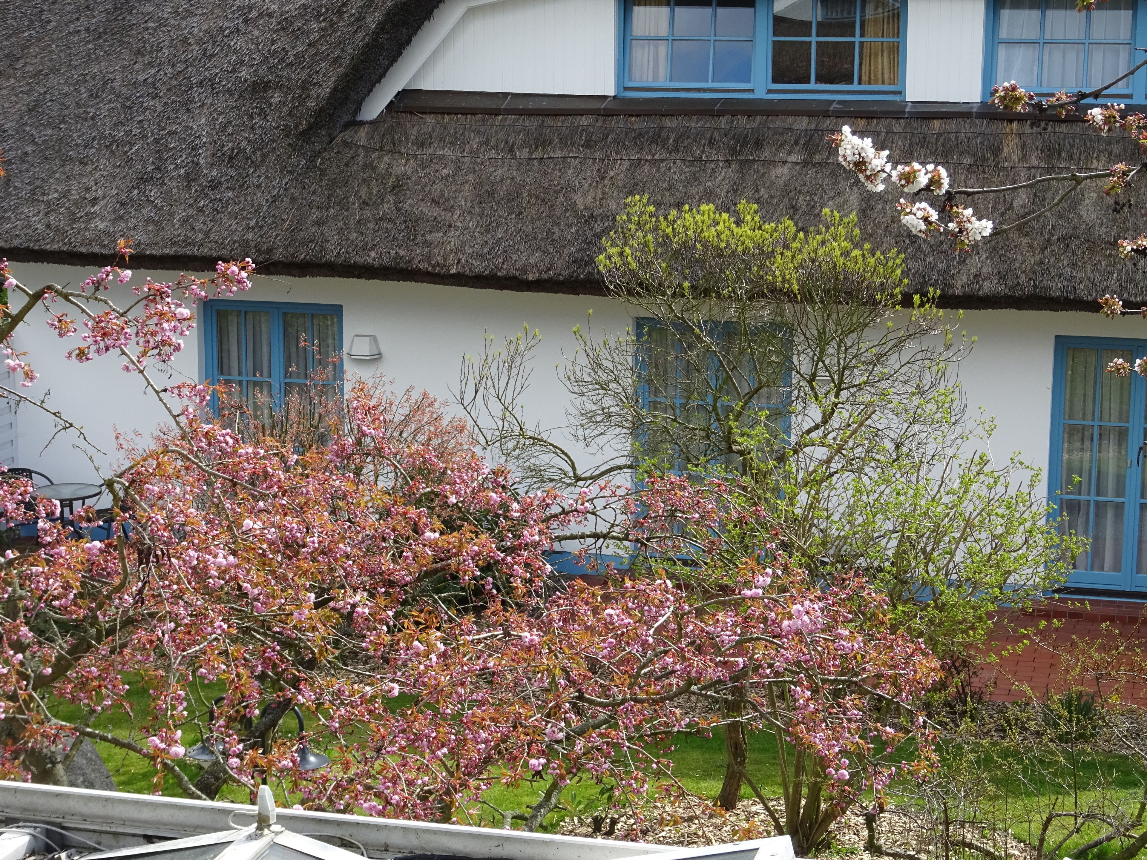 A traditional building with a thatched roof and blue window frames.