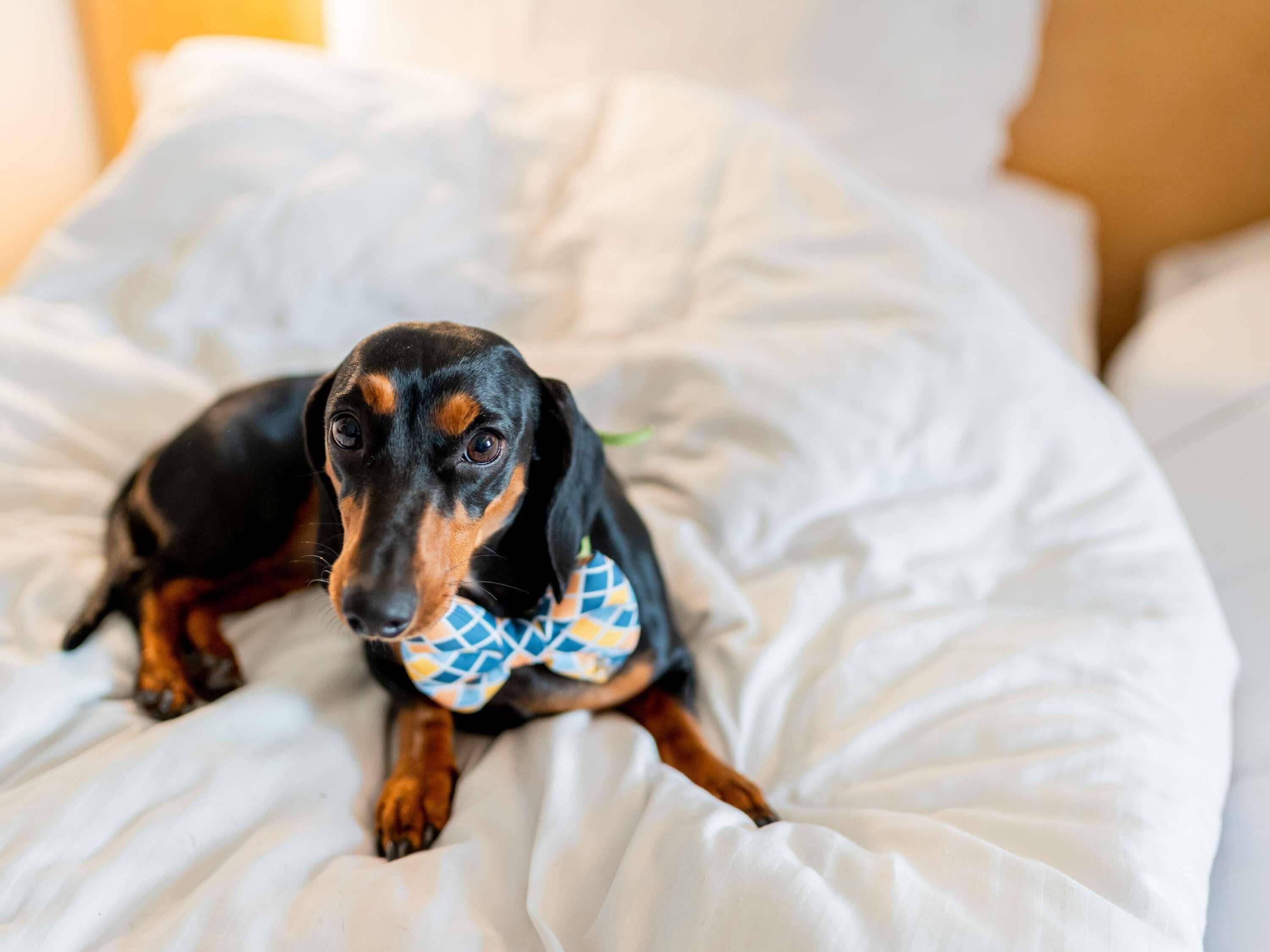 A dog lying on a bed with white bedding.