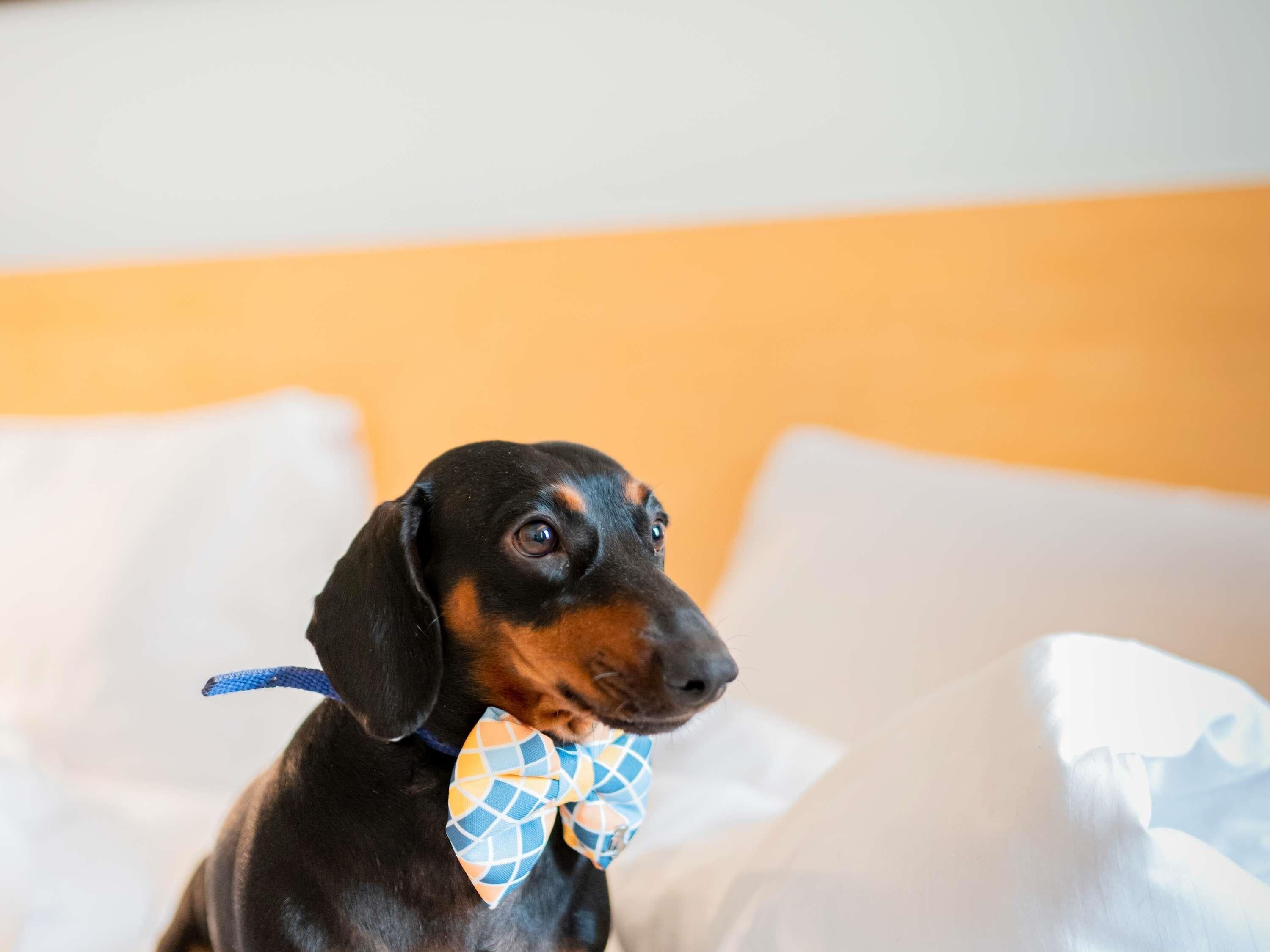 Un perro con pajarita sentado sobre una cama con sábanas blancas.