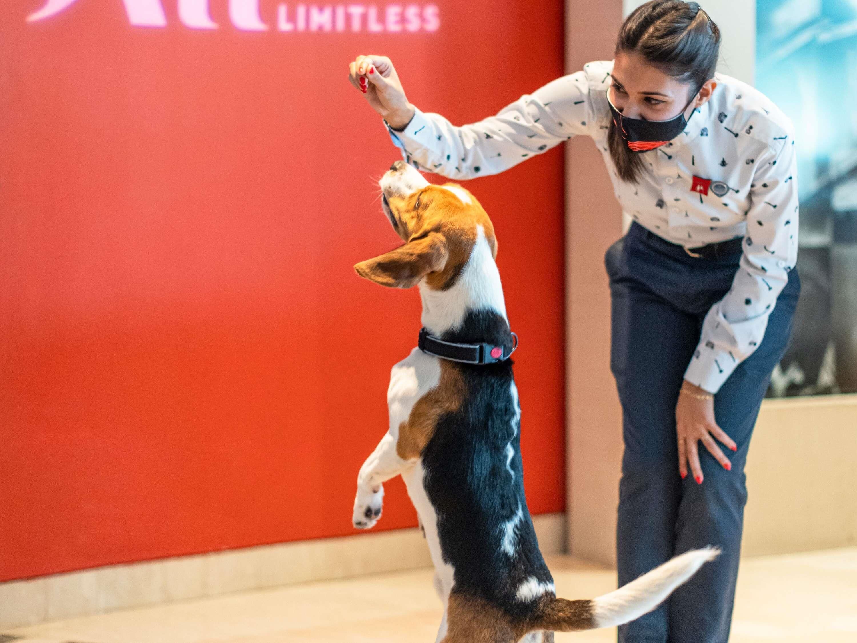 Una persona interactuando con un perro frente a una pared roja con la palabra 'LIMITLESS' visible.