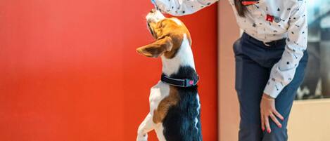 Una persona interactuando con un perro frente a una pared roja con la palabra 'LIMITLESS' visible.