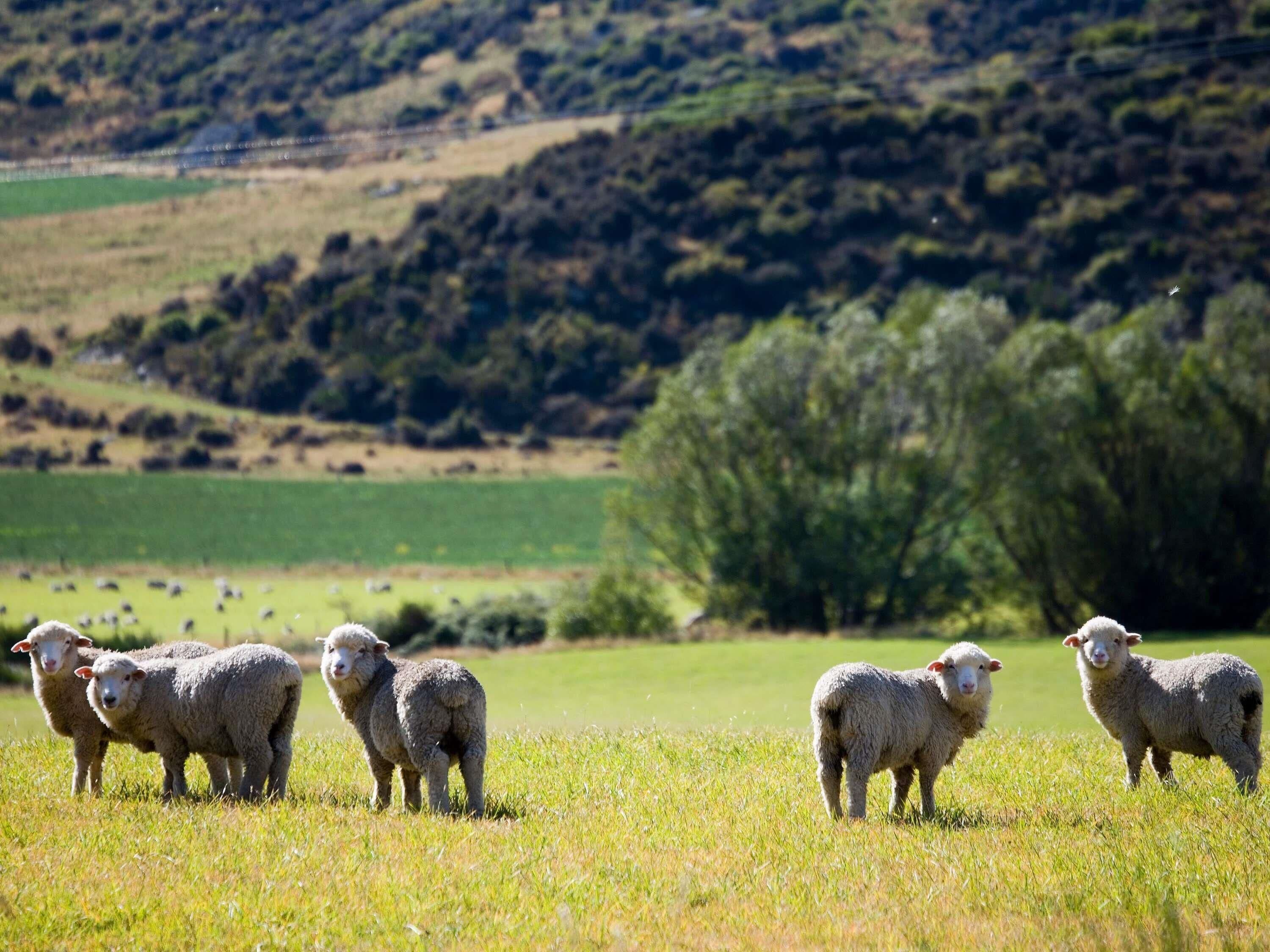 A group of sheep in a grassy field with a hilly landscape in the background.
