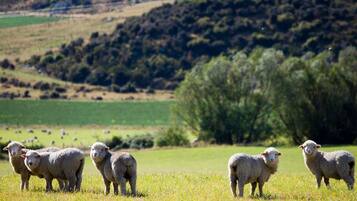 A group of sheep in a grassy field with a hilly landscape in the background.