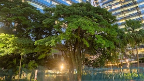Two modern high-rise buildings with reflective glass facades, surrounded by lush green trees. - Mercure São Paulo JK (São Paulo)