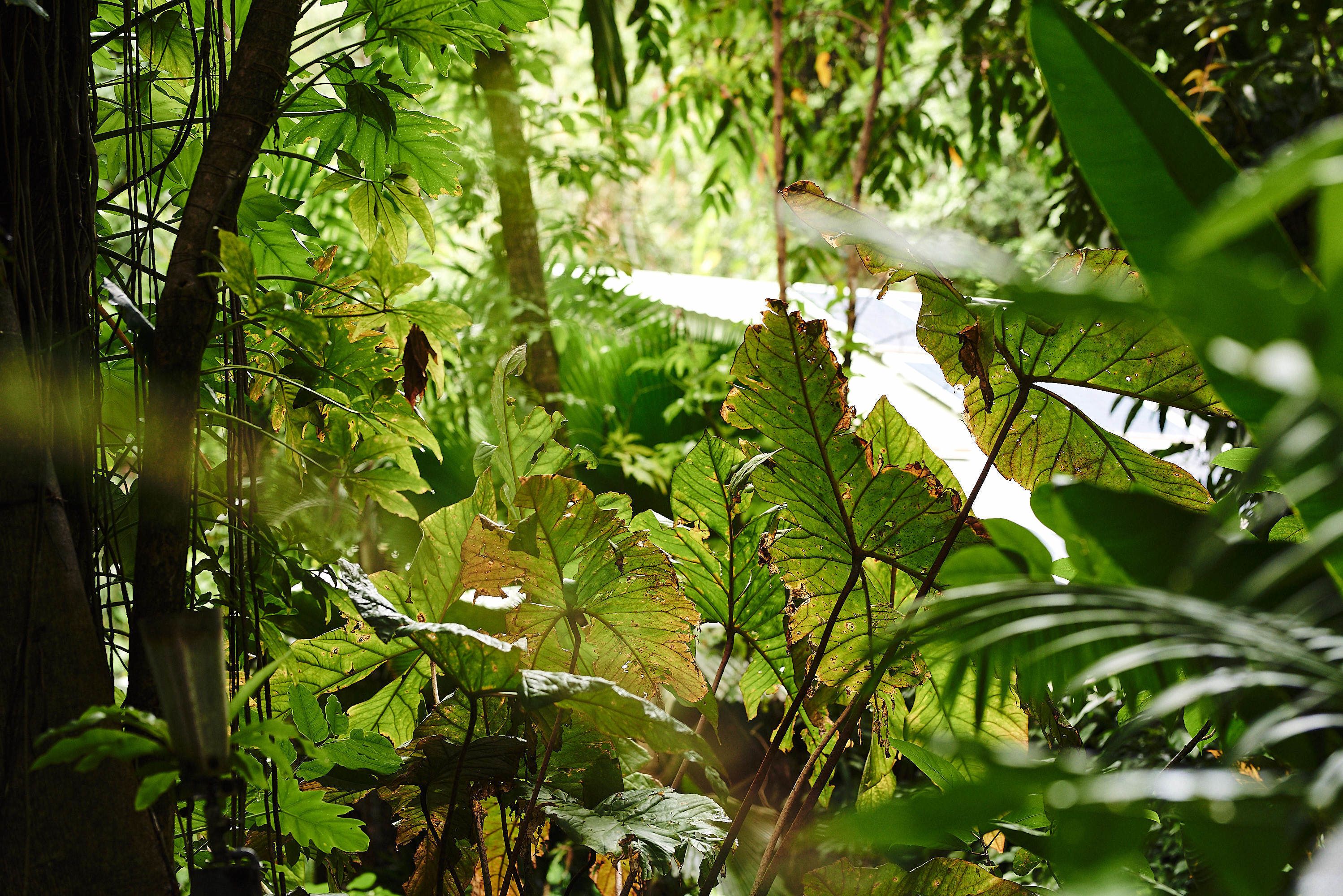 Un bosque denso con diversas plantas y árboles verdes.