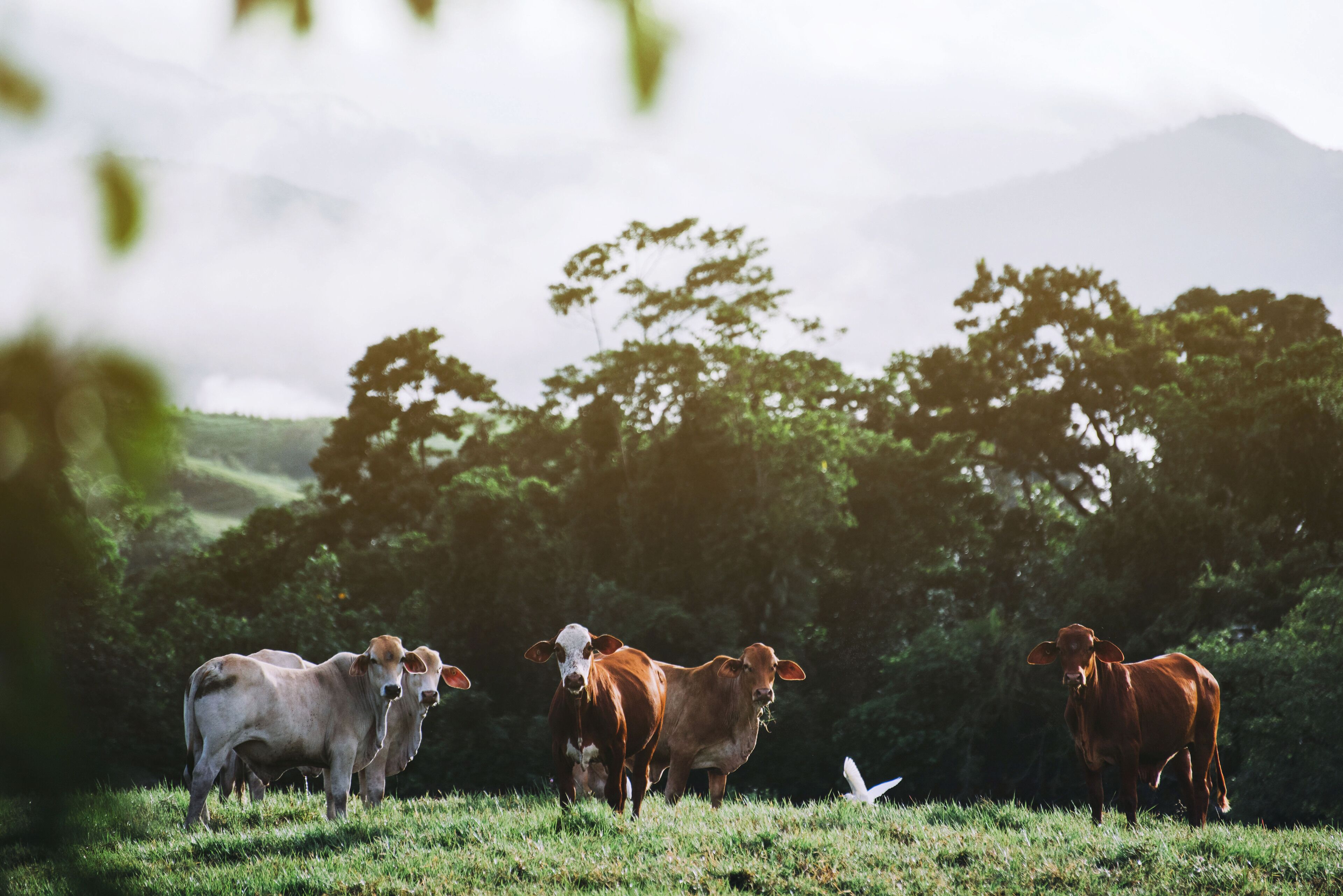 Un campo verde con tres vacas pastando.