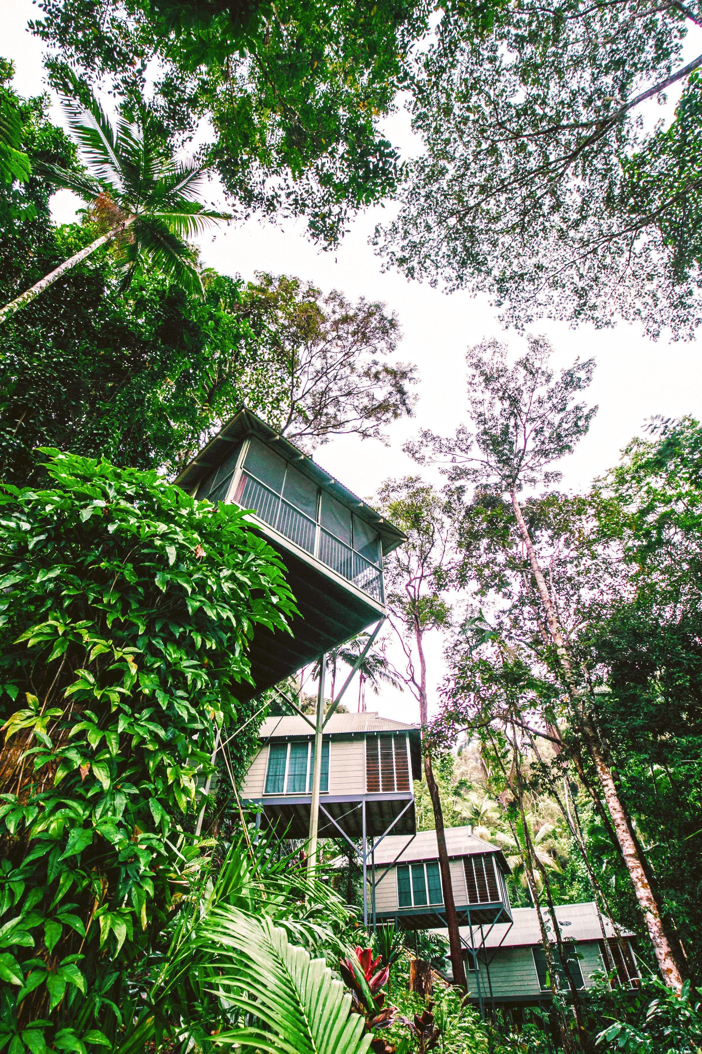 Una casa sull'albero a più piani con un balcone, immersa in una fitta vegetazione.