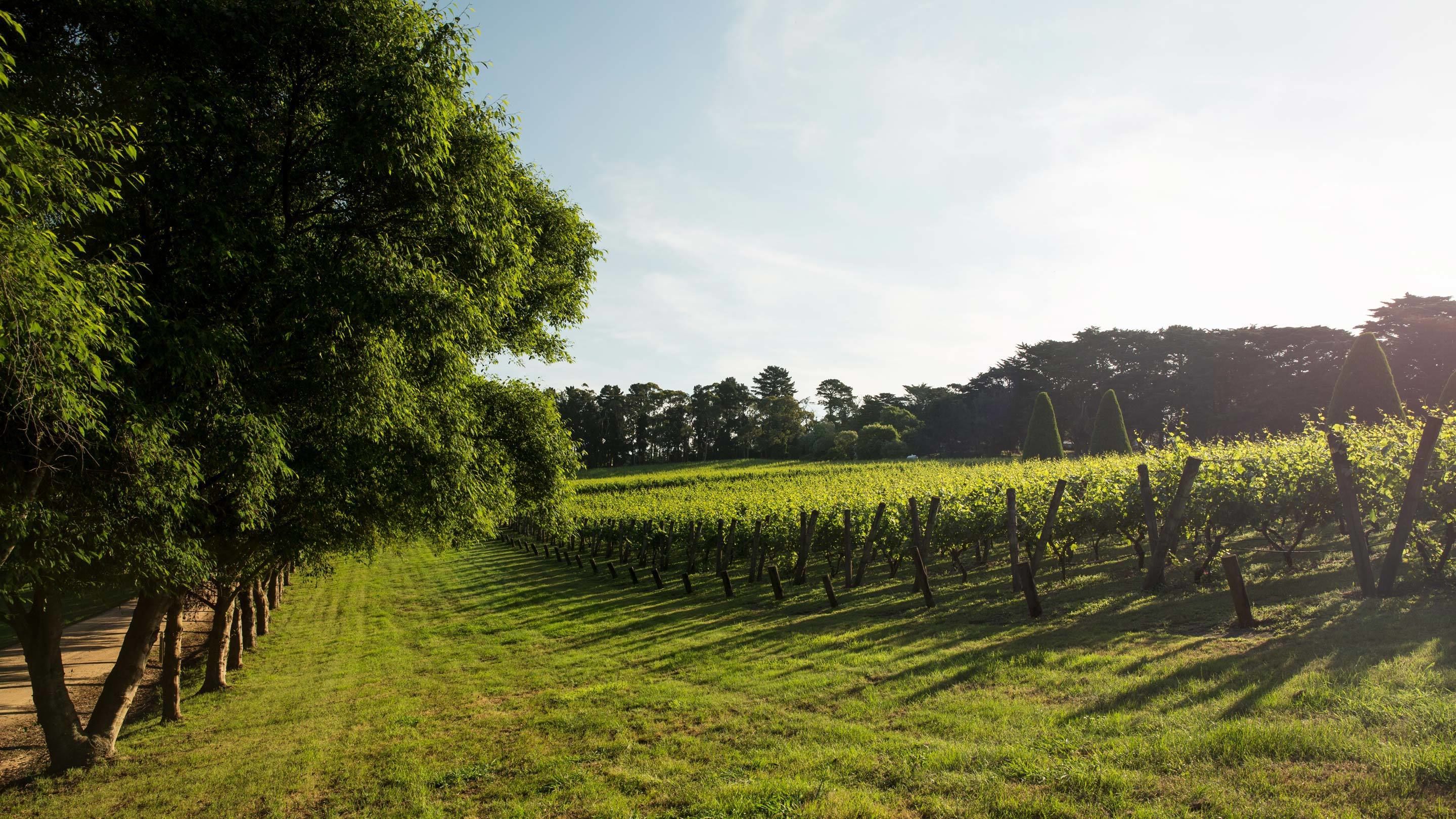Viñedo con hileras de parras y árboles al fondo.