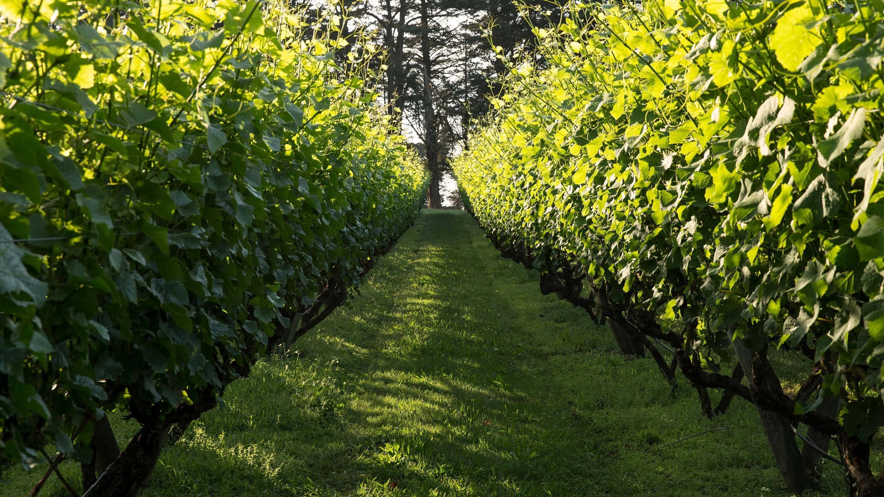 A vineyard path with rows of grapevines on either side.