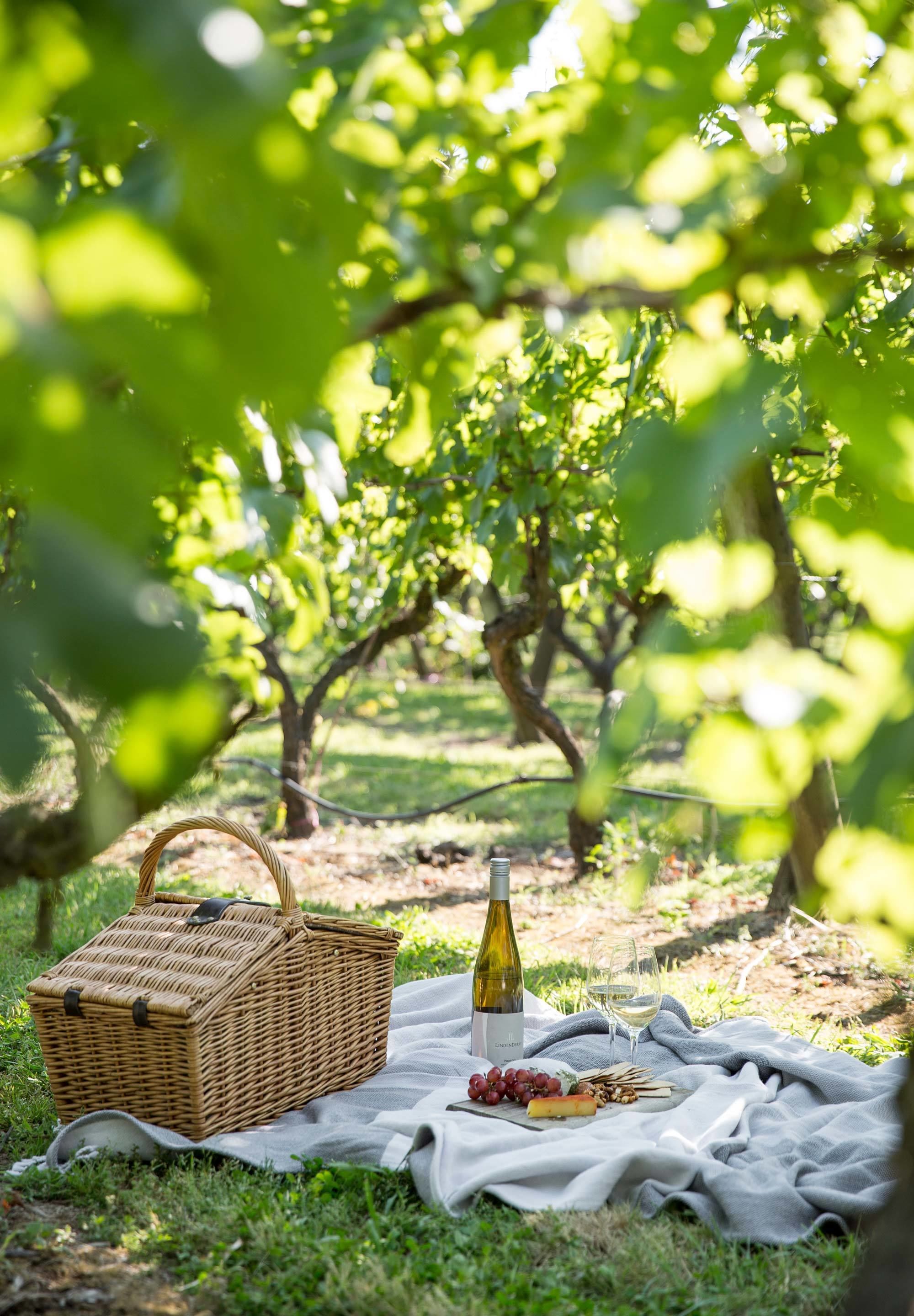 Un montaje para picnic con una cesta, botella de vino, copas y uvas sobre una manta en un viñedo.