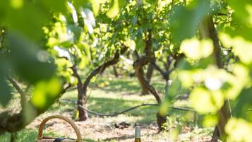 Un montaje para picnic con una cesta, botella de vino, copas y uvas sobre una manta en un viñedo.