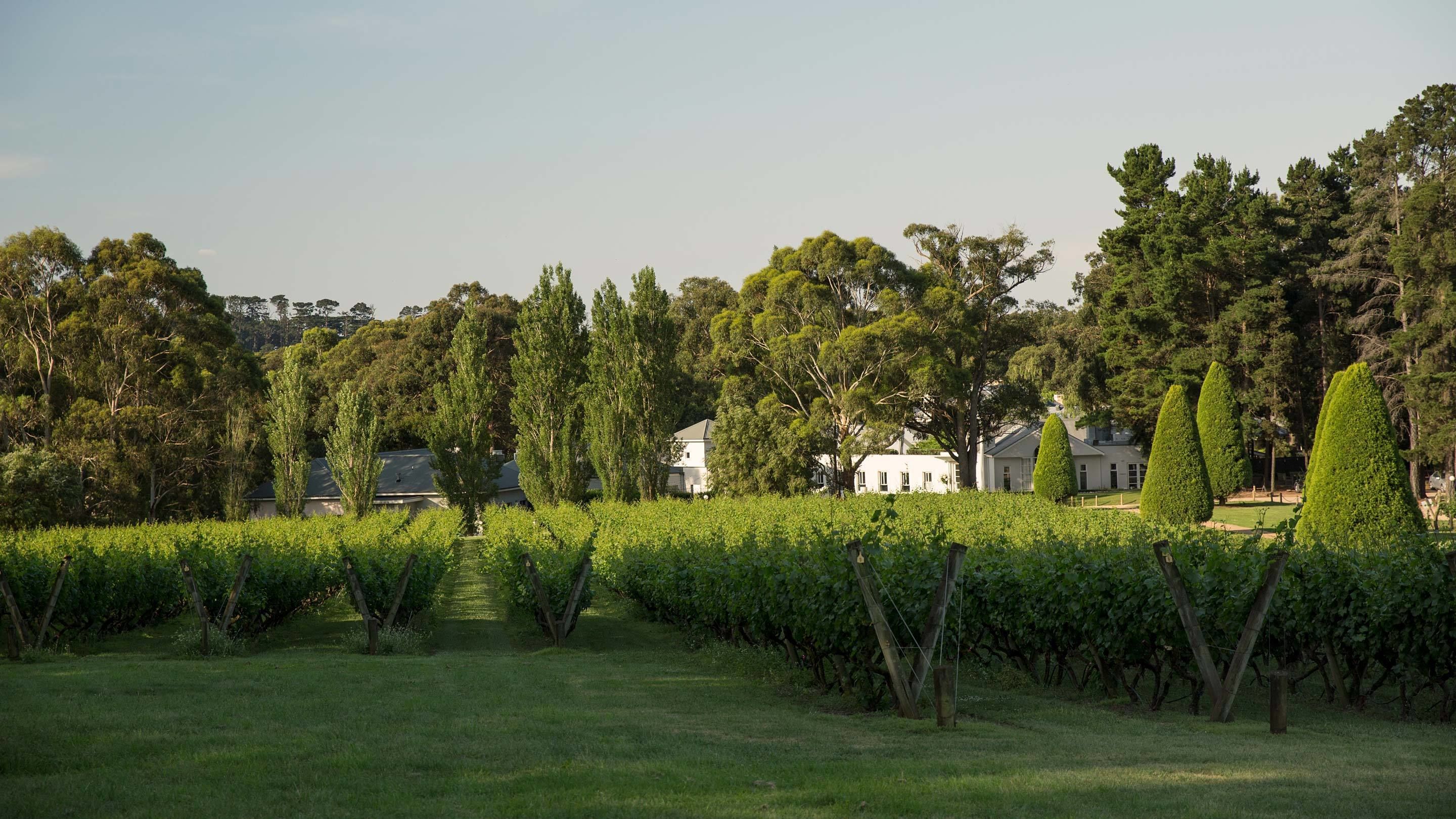 A vineyard with rows of grapevines and a white building in the background.