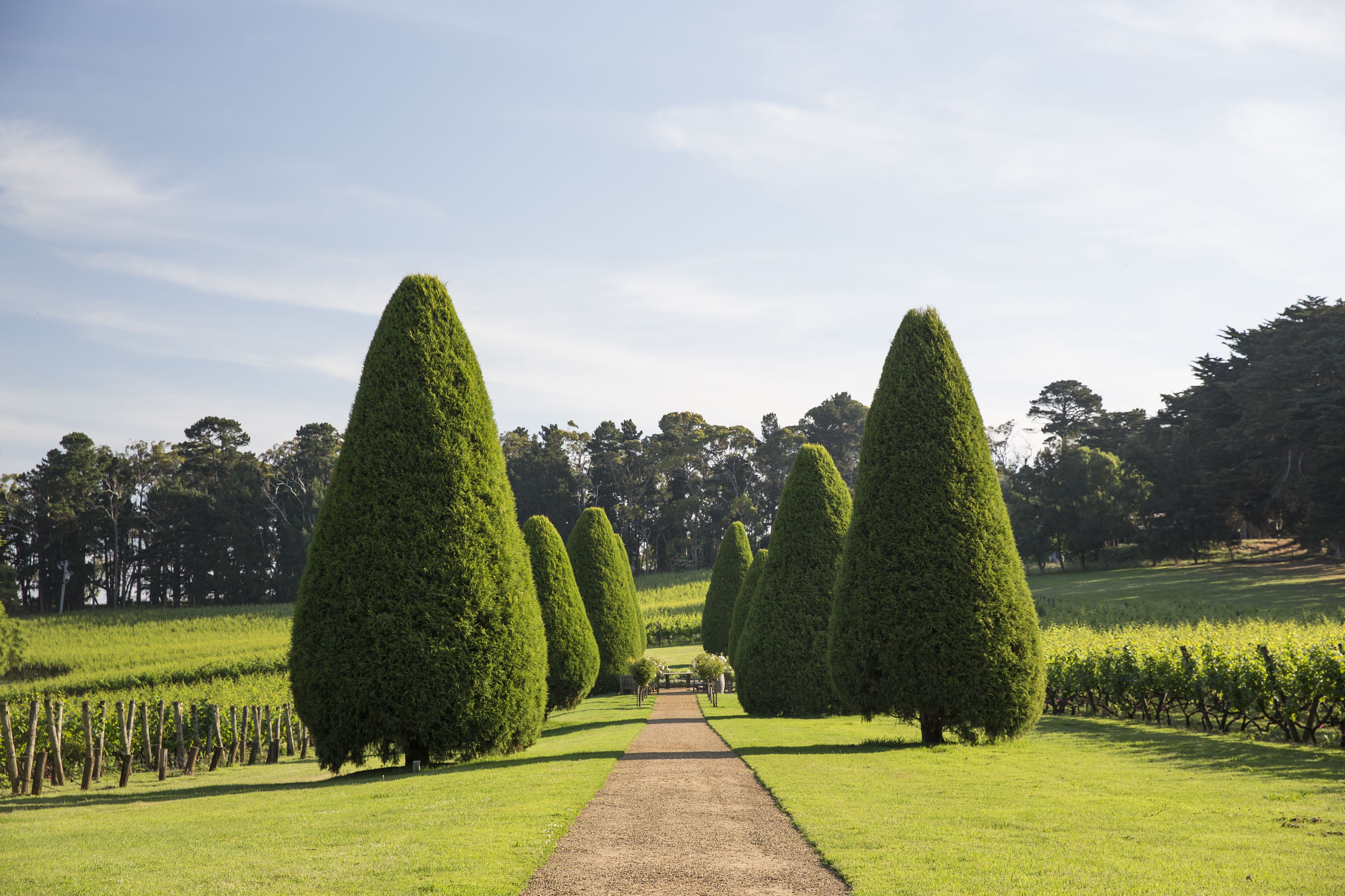 A pathway flanked by neatly trimmed topiary trees leading to a distant tree line.