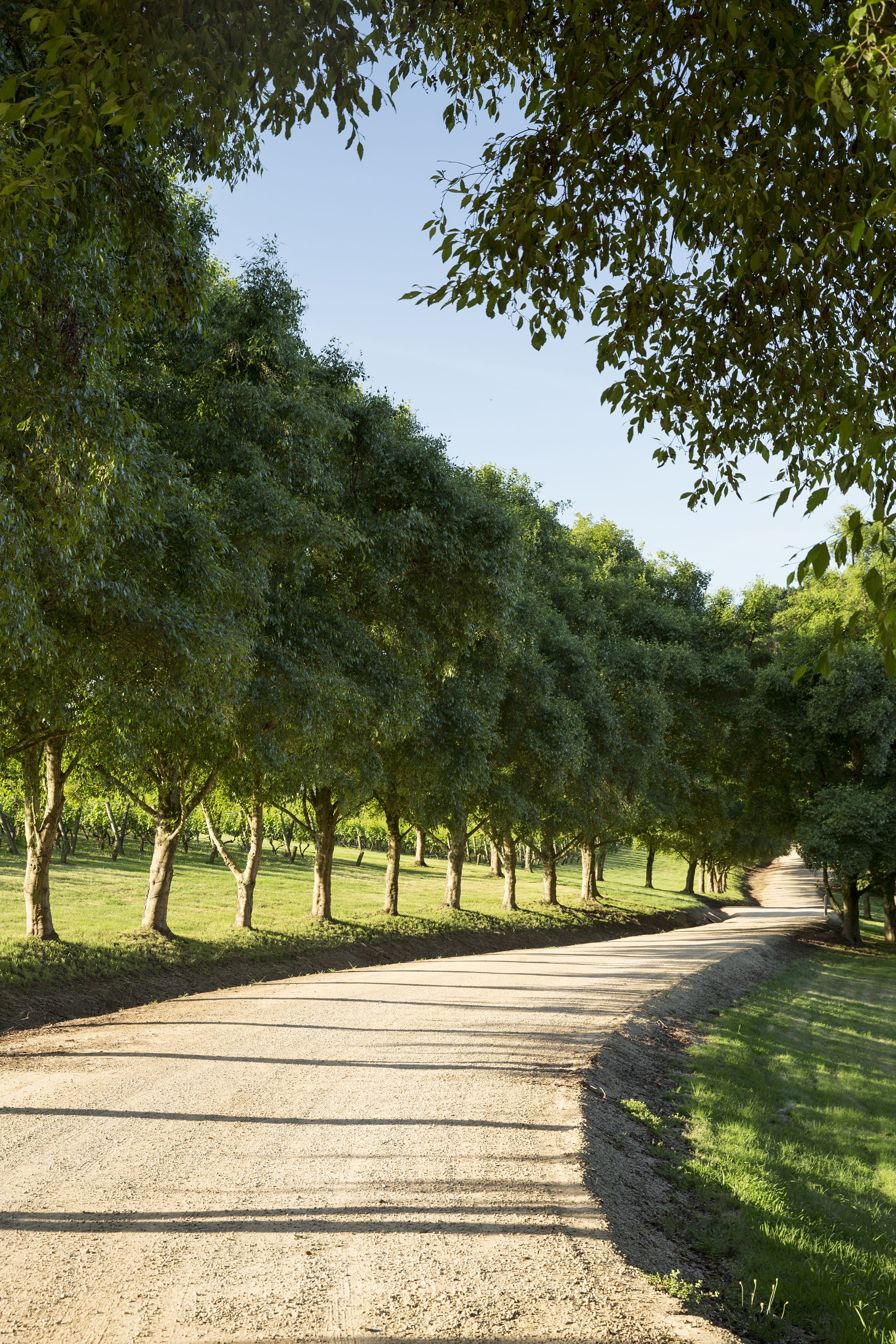 Uma estrada bordeada por árvores em um parque.