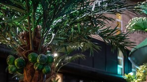 A staircase surrounded by lush greenery and a palm tree. - Quality Hotel The Reef (Frederikshavn)