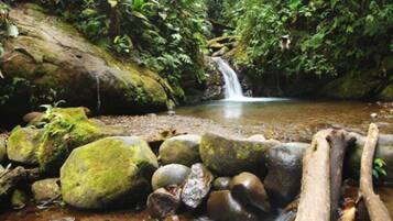A natural outdoor setting with a stream, rocks, and dense foliage.