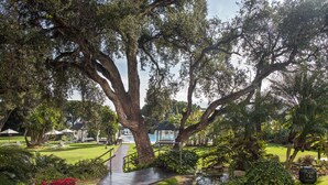 A pathway leading to a pool area with lounge chairs and umbrellas, surrounded by lush greenery and large trees.