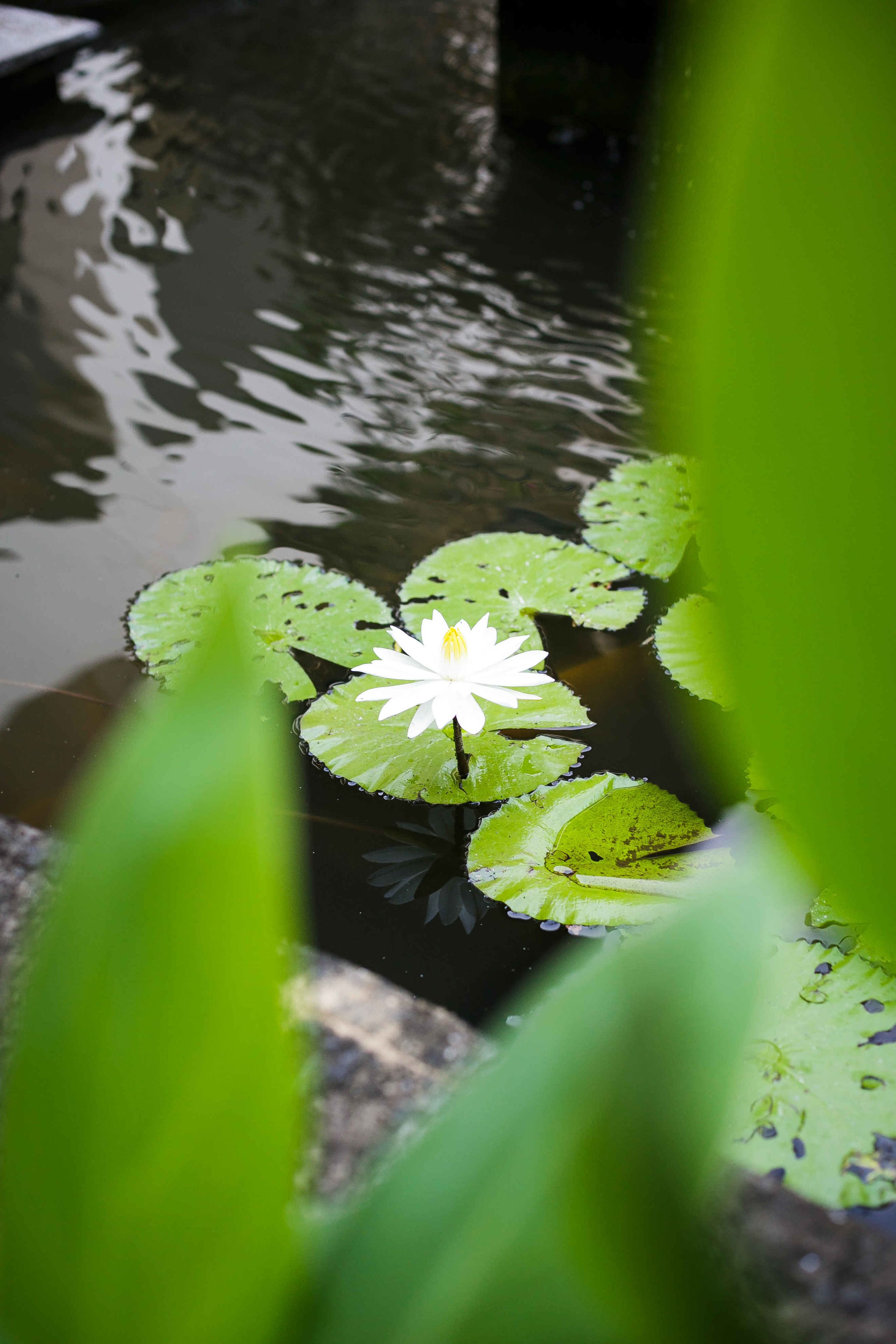 Eine weiße Seerose auf einem Teich mit grünen Seerosenblättern.