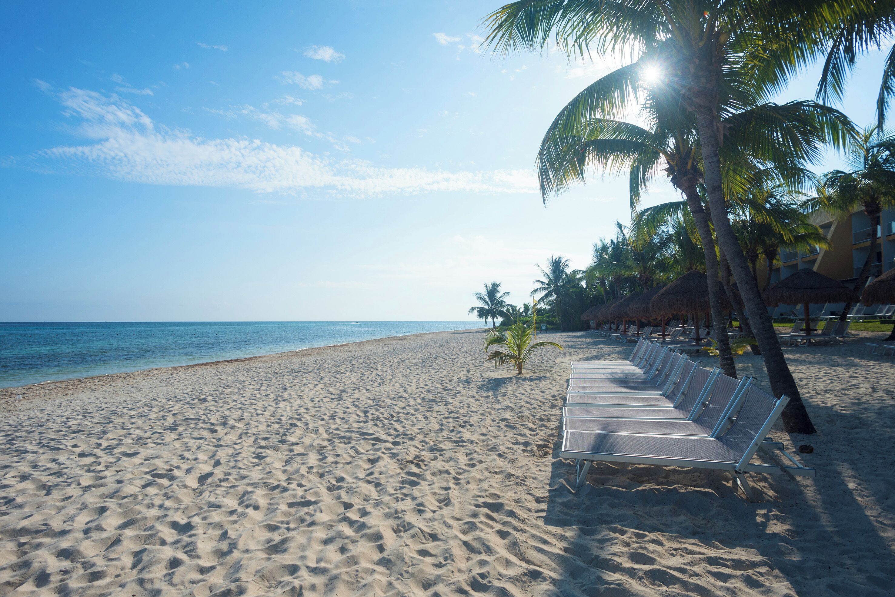 Ein Strand mit Liegestühlen und Palmen.