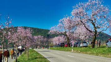 Una carretera bordeada de árboles de cerezo en flor, cielo azul despejado y un paisaje montañoso al fondo.