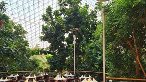 Un restaurante interior con mesas y sillas, rodeado de vegetación y un techo de cristal.