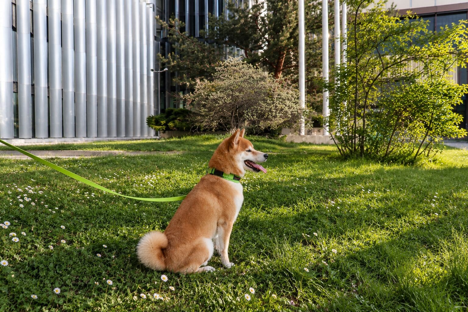 Un perro sentado sobre césped, con correa, rodeado de follaje y un edificio al fondo.